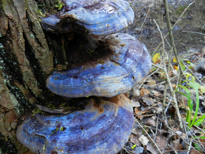 Ganoderma sp.??